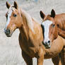 Curious Range Horses