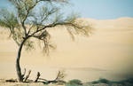 Lonesome Tree in the Dunes. by SwordOfScotland