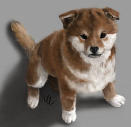 Shiba Inu puppy