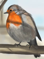 Robin study