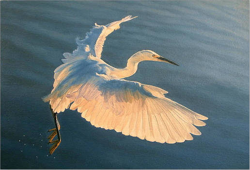 Snowy Egret Over Waves