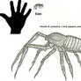 TTFG: Nephila