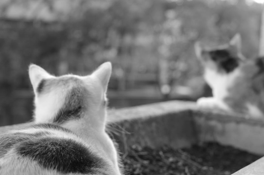 Appeler Un Chat Un Chats By Anne Sophie Pacher On Deviantart Appeler Un Chat Un Chats By Anne Sophie Pacher On Deviantart