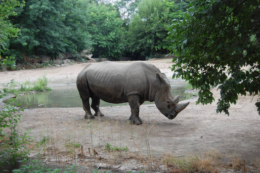 Rhino