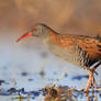 Water Rail Porciglione