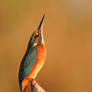 alcedo atthis martin pescatore