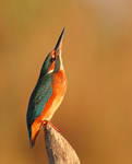 alcedo atthis martin pescatore by FrancoBorsiWildLife