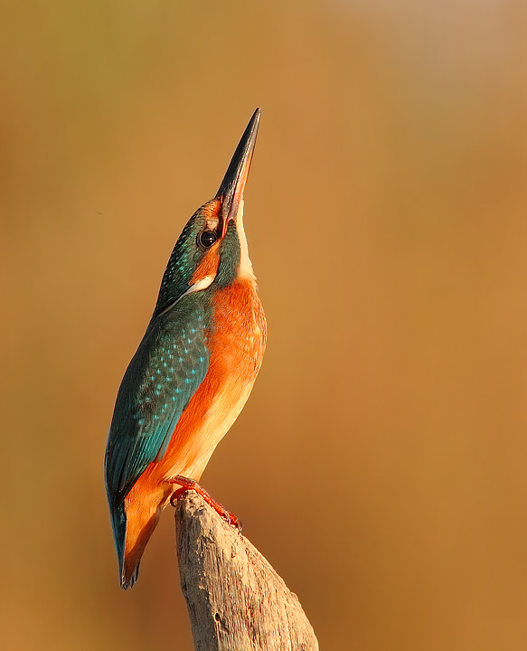 alcedo atthis martin pescatore