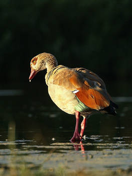 oca egiziana