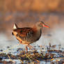 Water Rail Porciglione