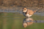 Corriere piccolo by FrancoBorsiWildLife