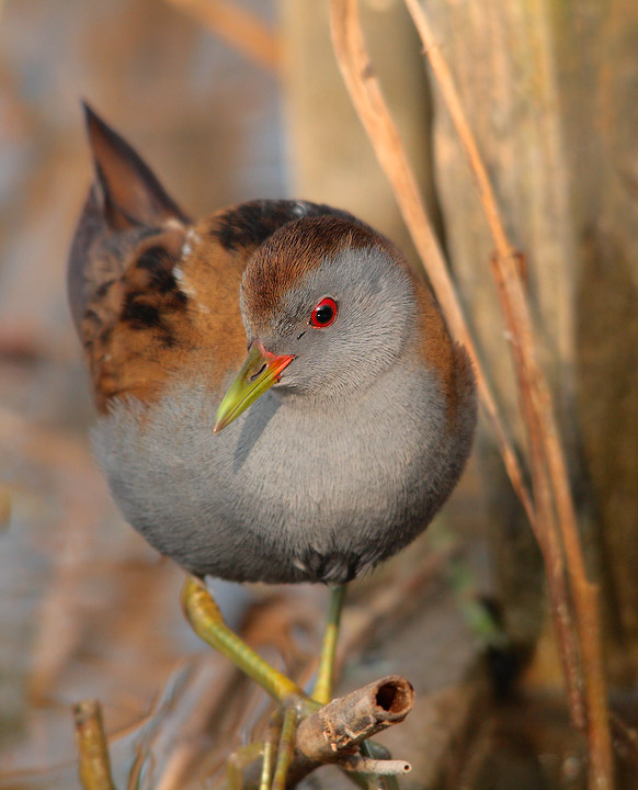 Schiribilla maschio