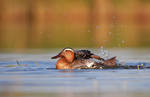 marzaiola by FrancoBorsiWildLife