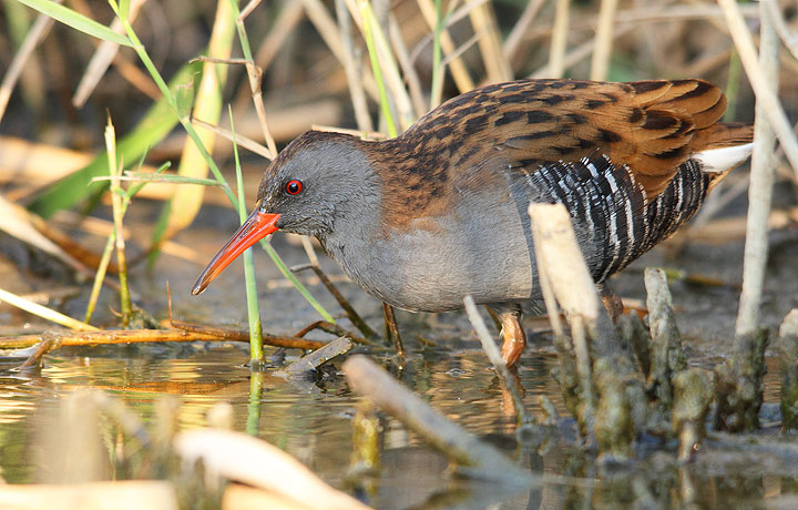 Water Rail Porciglione