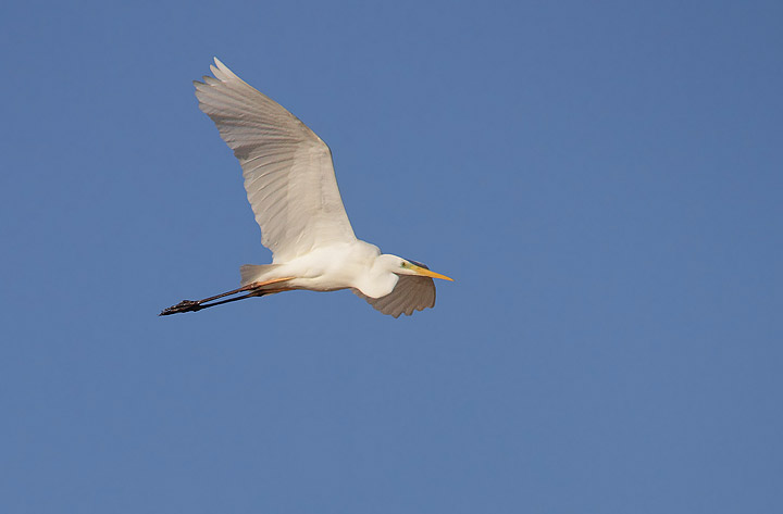 airone maggiore bianco