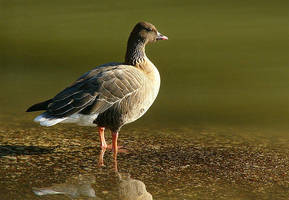 oca zamperosee