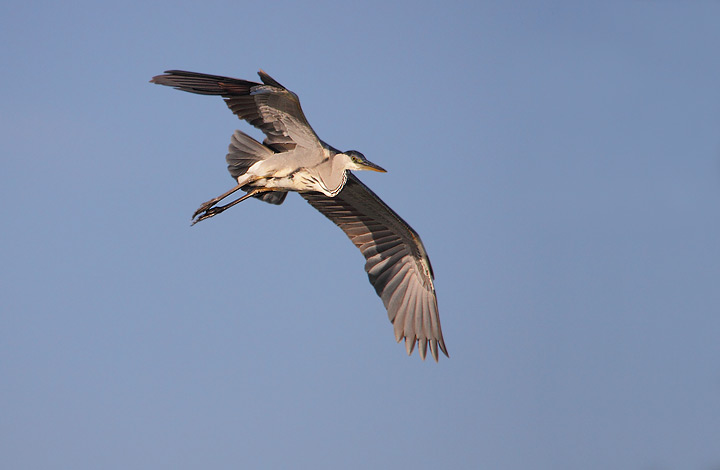 Airone cenerino