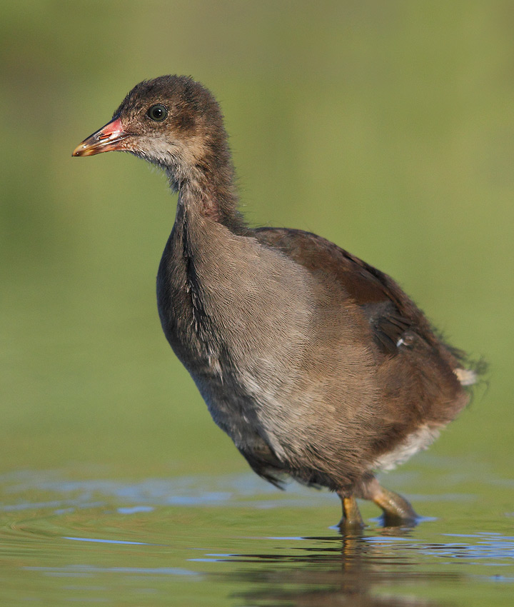 gallinella d'acqua