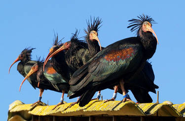 ibis eremita