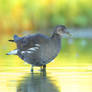 gallinella d'acqua