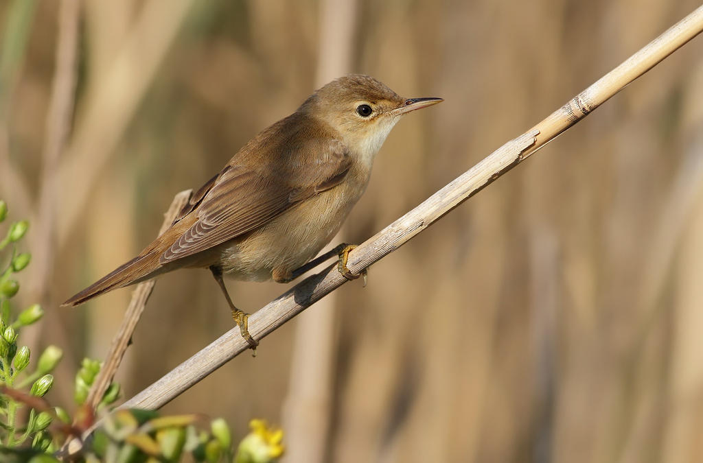 cannaiola verdognola