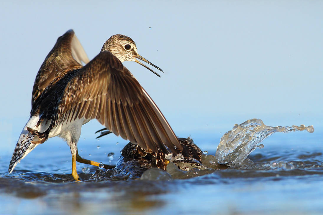 Piro piro boscherecci in lite by FrancoBorsiWildLife on DeviantArt