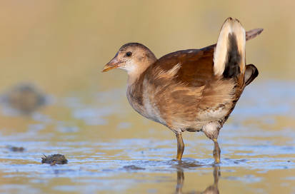 Gallinella d'acqua