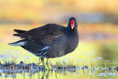 Gallinella d,acqua