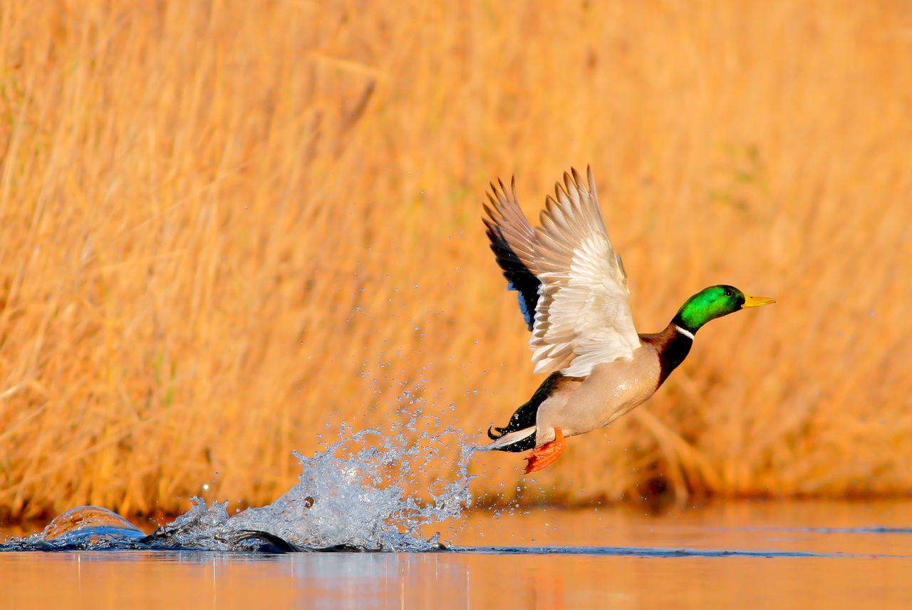 Germano reale by FrancoBorsiWildLife on DeviantArt