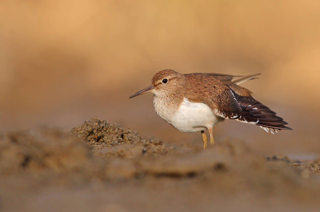 Piro piro piccolo by FrancoBorsiWildLife on DeviantArt