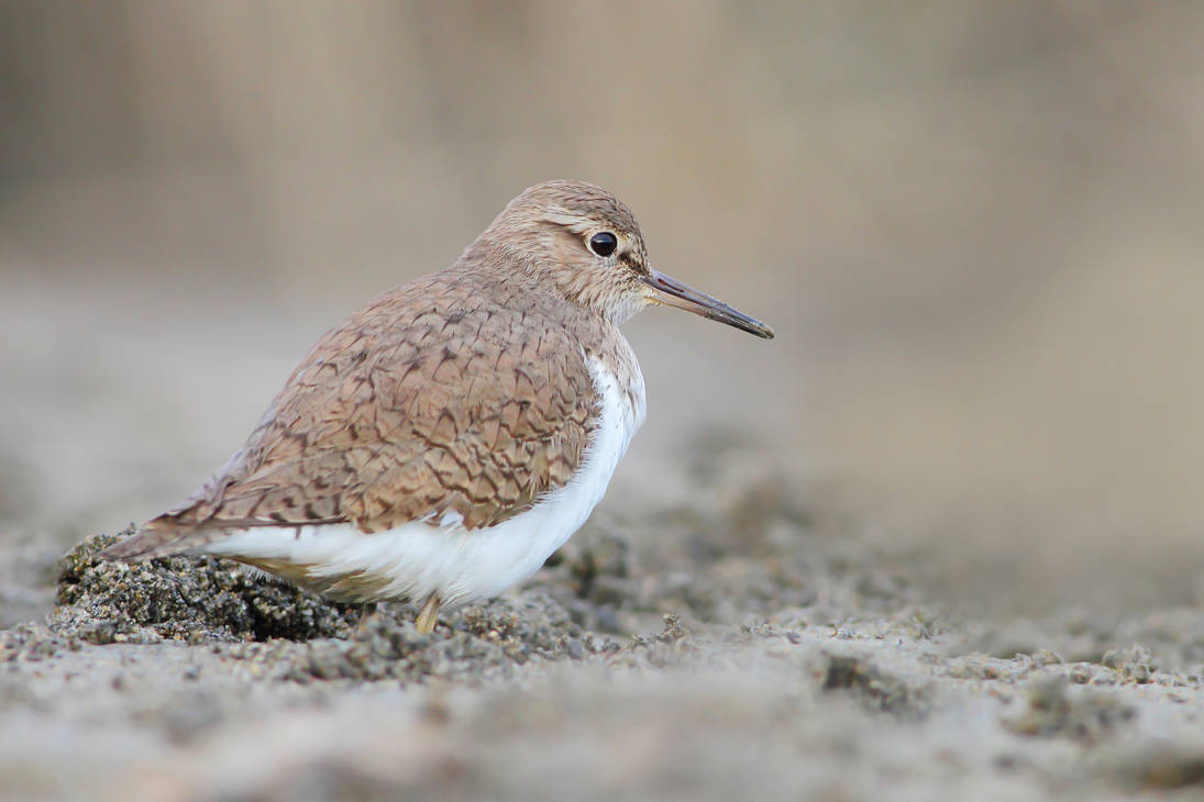 Piro piro piccolo by FrancoBorsiWildLife on DeviantArt