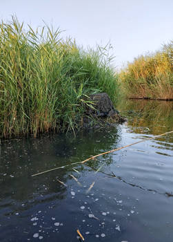 Appostamento per uccelli acquatici