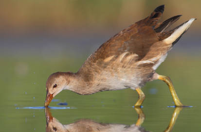 Gallinella d'acqua