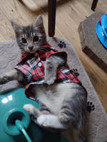 Kitten wearing a plaid shirt