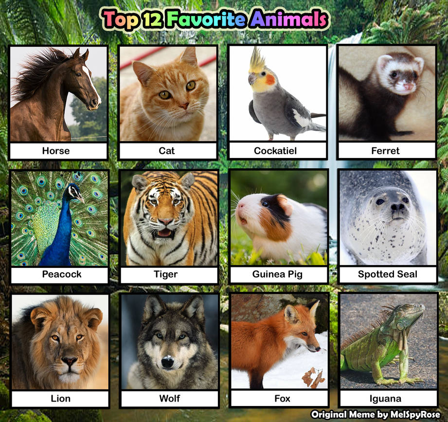 My Top 12 Favorite Animals by MelSpyRose on DeviantArt