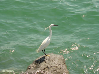 Sea bird-2