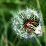 dandelion.