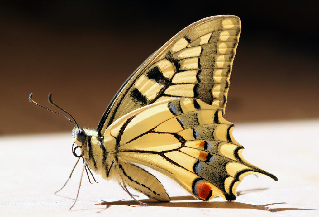 Papilio machaon / Yellow Swallowtail