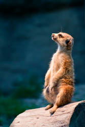 Meerkat