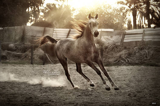 Arabian horse in sunset