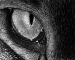 Eye of the tiger