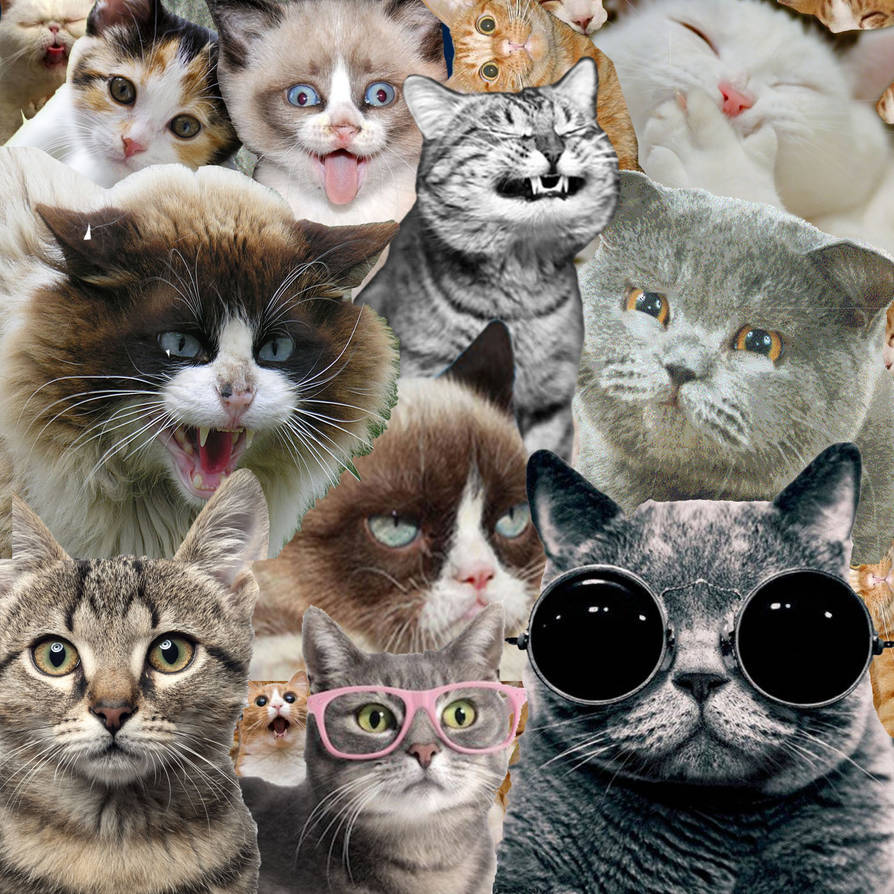 Ну всякие разные. Много кошек. Много котиков. Несколько котов. Смешные кошки много.