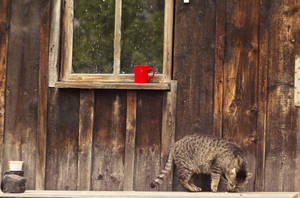 Teacup and pussy