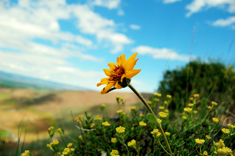 mountain flower