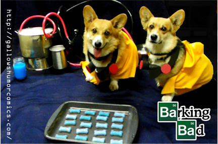 Barking Bad Corgis