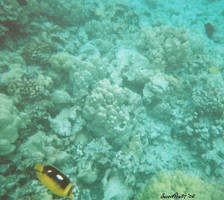 Hawaiian Waters 1