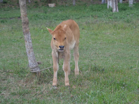 Cute Calf in Nepal