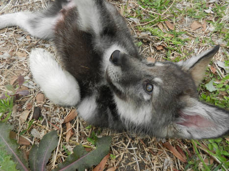 Begging for Belly Rubs