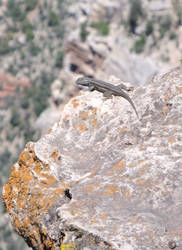 Lizard at the Grand Canyon