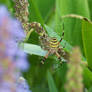 Tiger spider weaving.